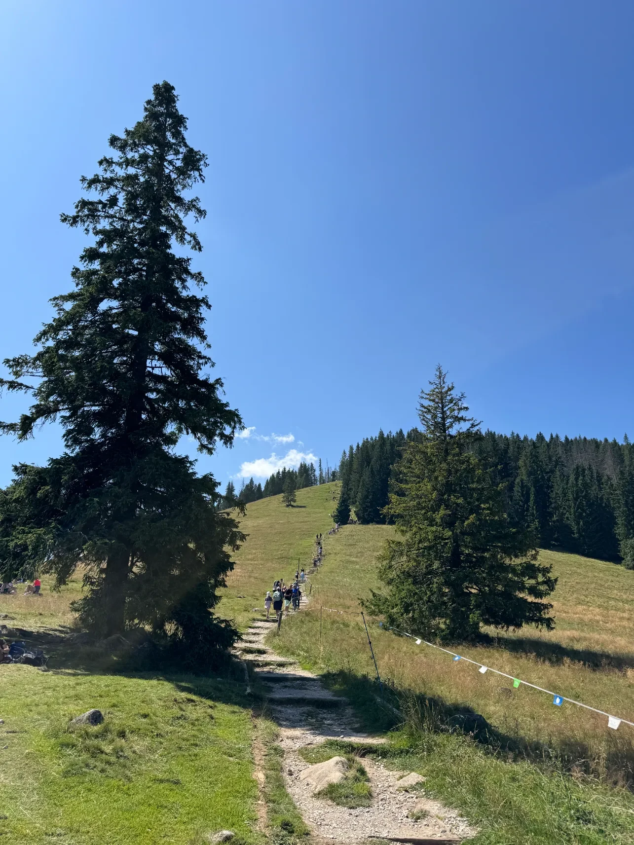 Green trail leading to Gęsia Szyja summit
