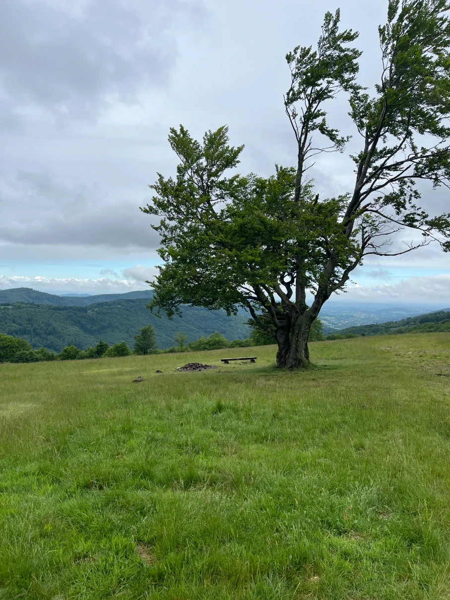 Lone tree with a bench on the Hala Jaworowa meadow clearing with sweeping Silesian Beskids hills behind