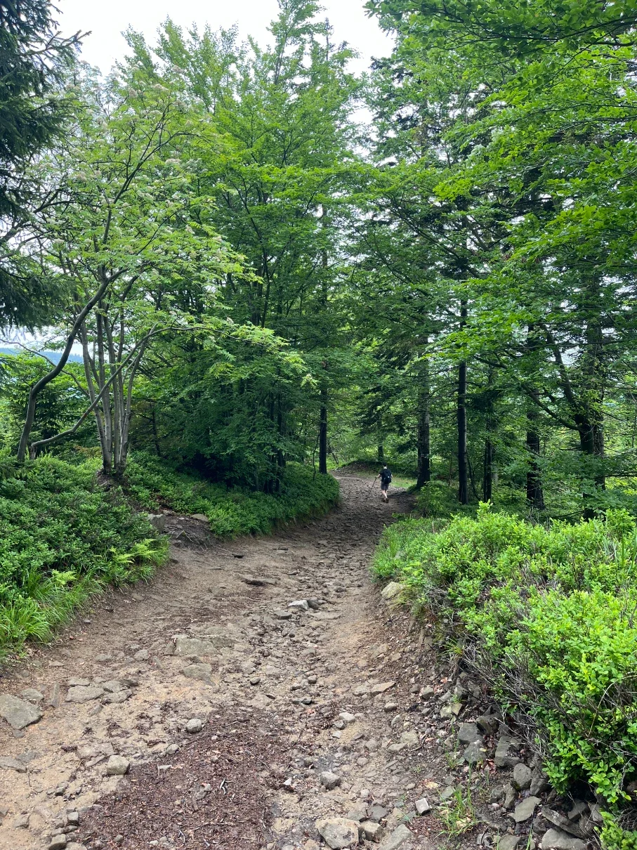 Rocky narrow red-marked trail descending from Kotarz toward the Salmopol Pass through summer forest
