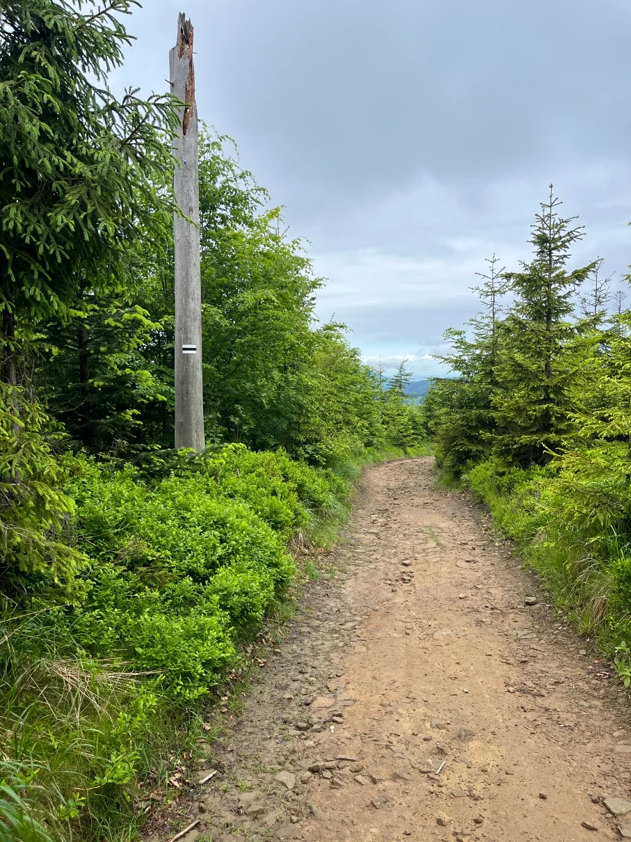 Old broken wooden post with a black trail marker stripe beside a stony forest path in the Silesian Beskids