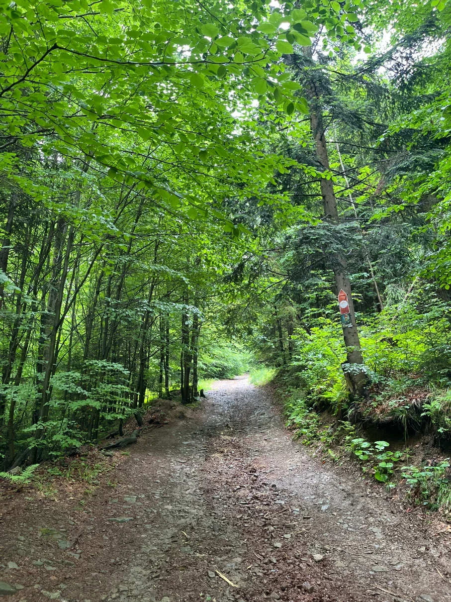 Wide gravel forest path with red trail marker on a tree in a beech-spruce forest on the final stretch to the Hołcyna Valley