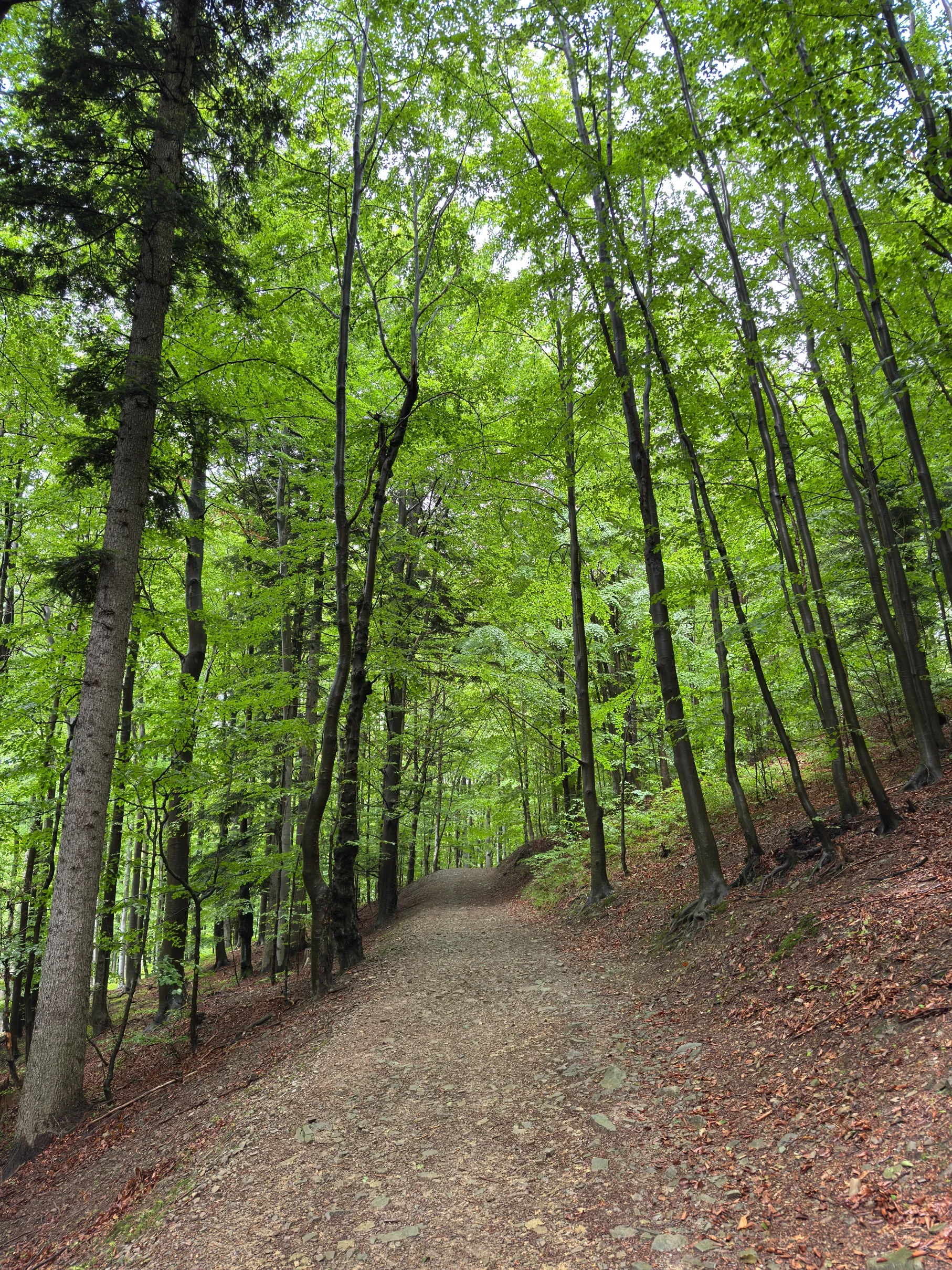 Wide path through tall green beech forest in summer on the Kotarz trail in the Silesian Beskids