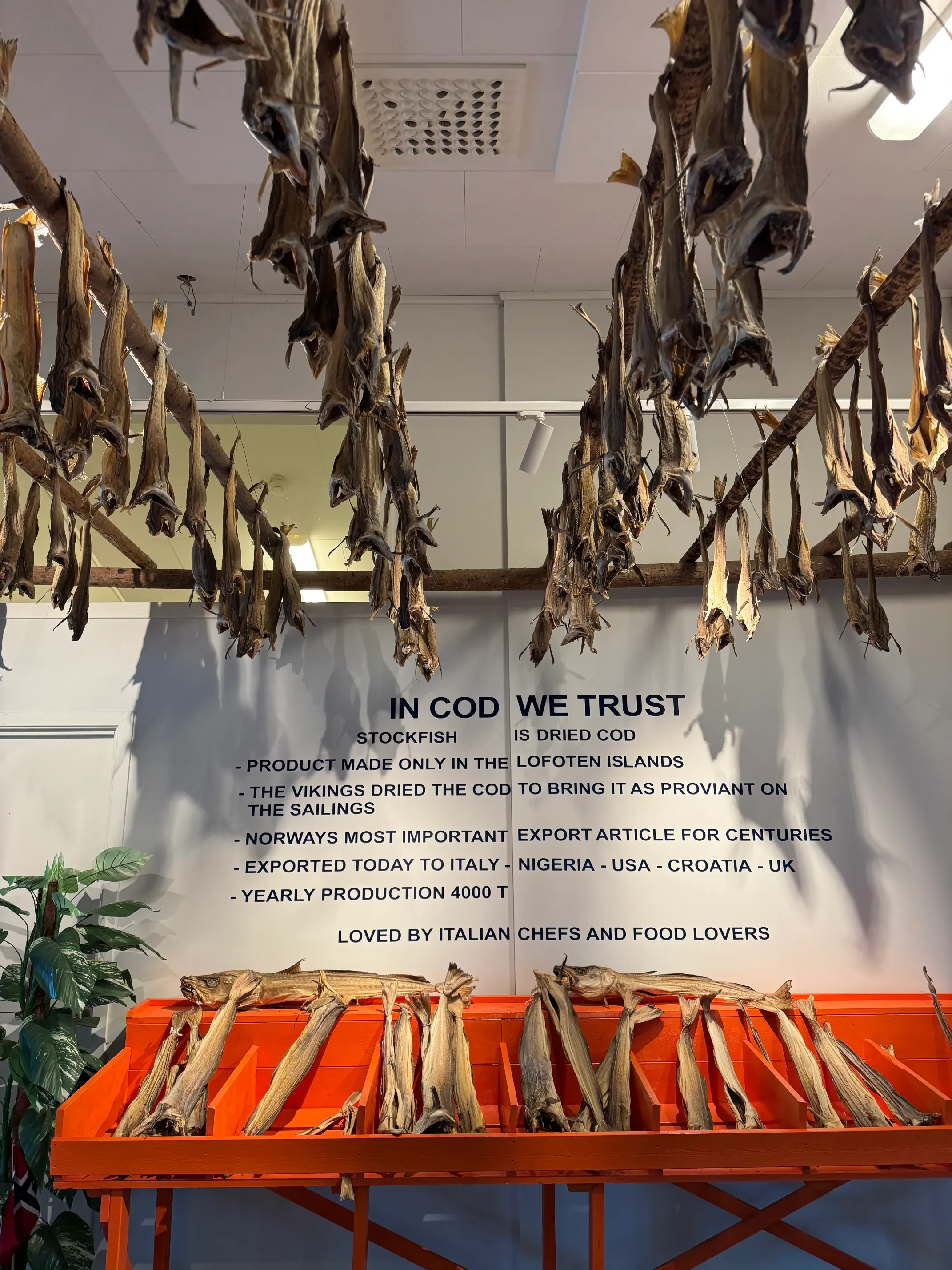 Tradiční stojany na sušení tresky stockfish, specialita Lofot