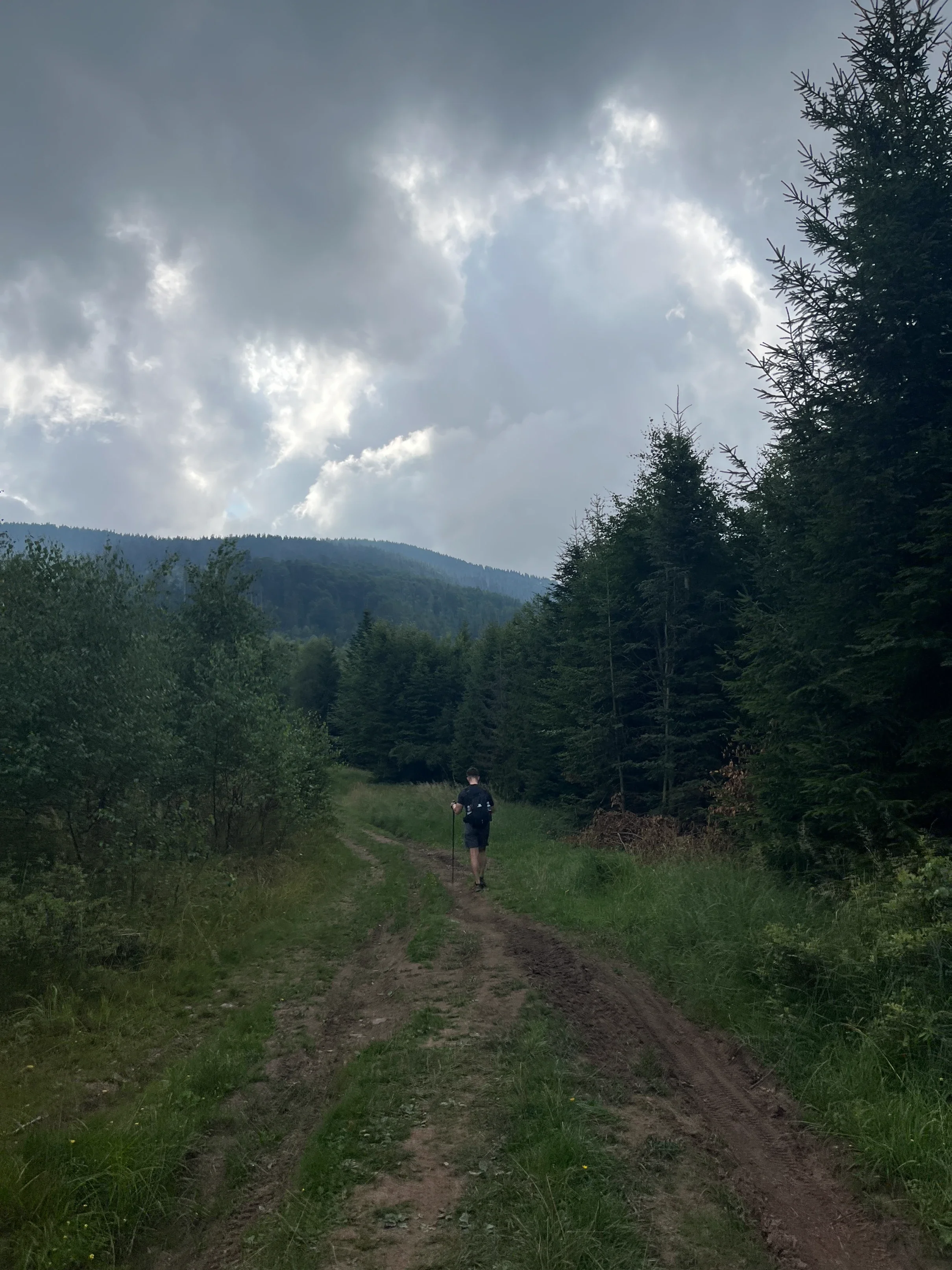 Zachmurzone niebo nad świerkami przy niebieskim szlaku