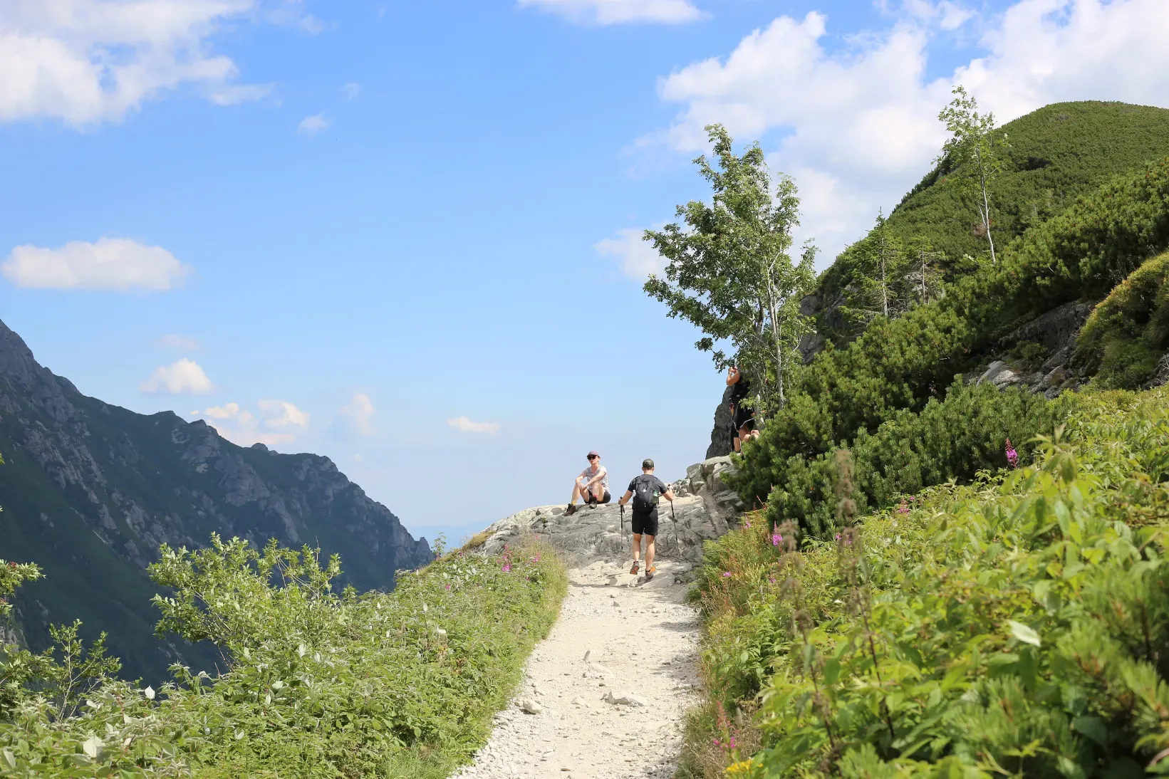 Black trail descending from Dolina Pięciu Stawów along a steep Tatra rocky valley with dwarf pine and wildflowers