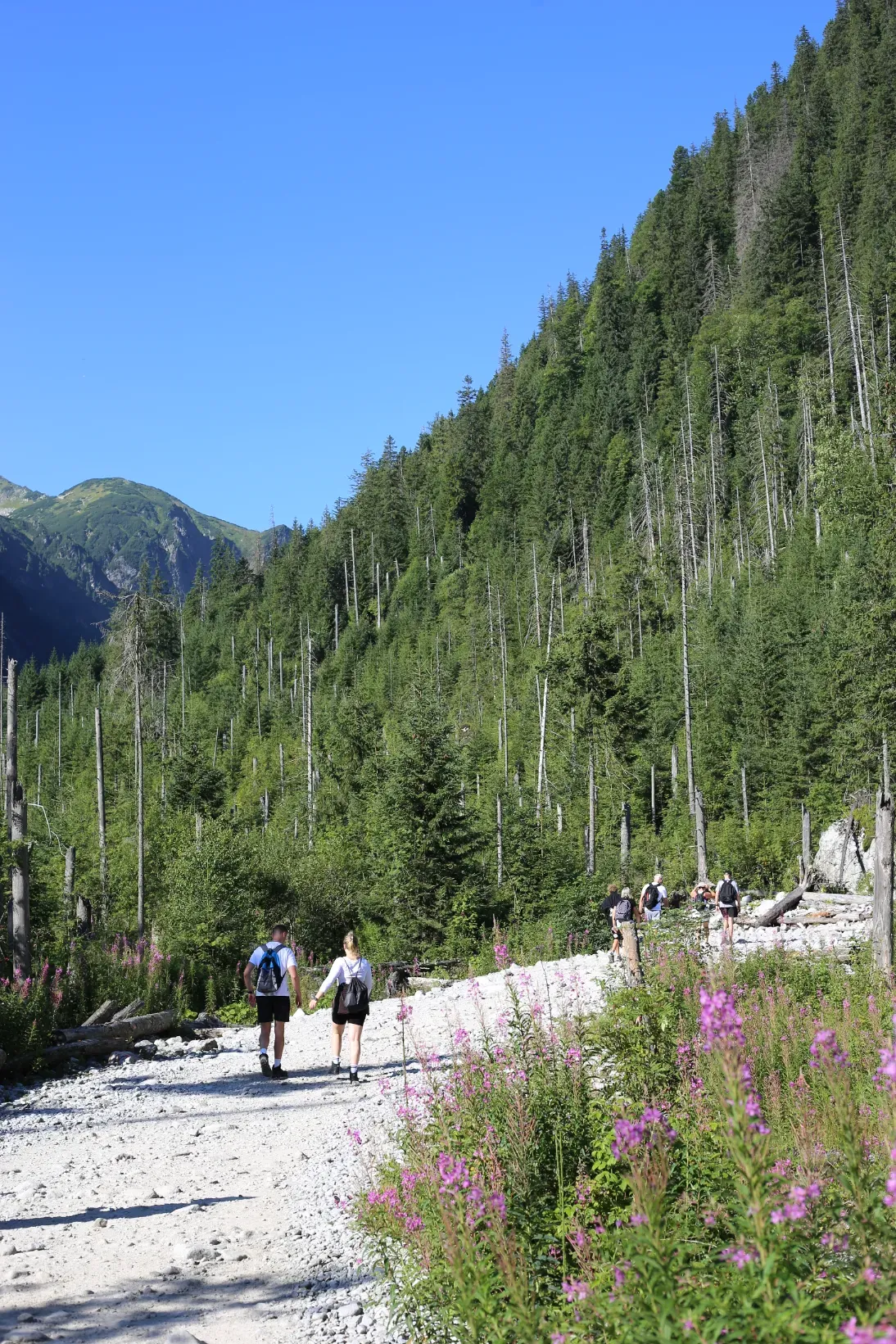 Hikers on the green trail through Tatra forest with pink fireweed and a rocky streambed alongside