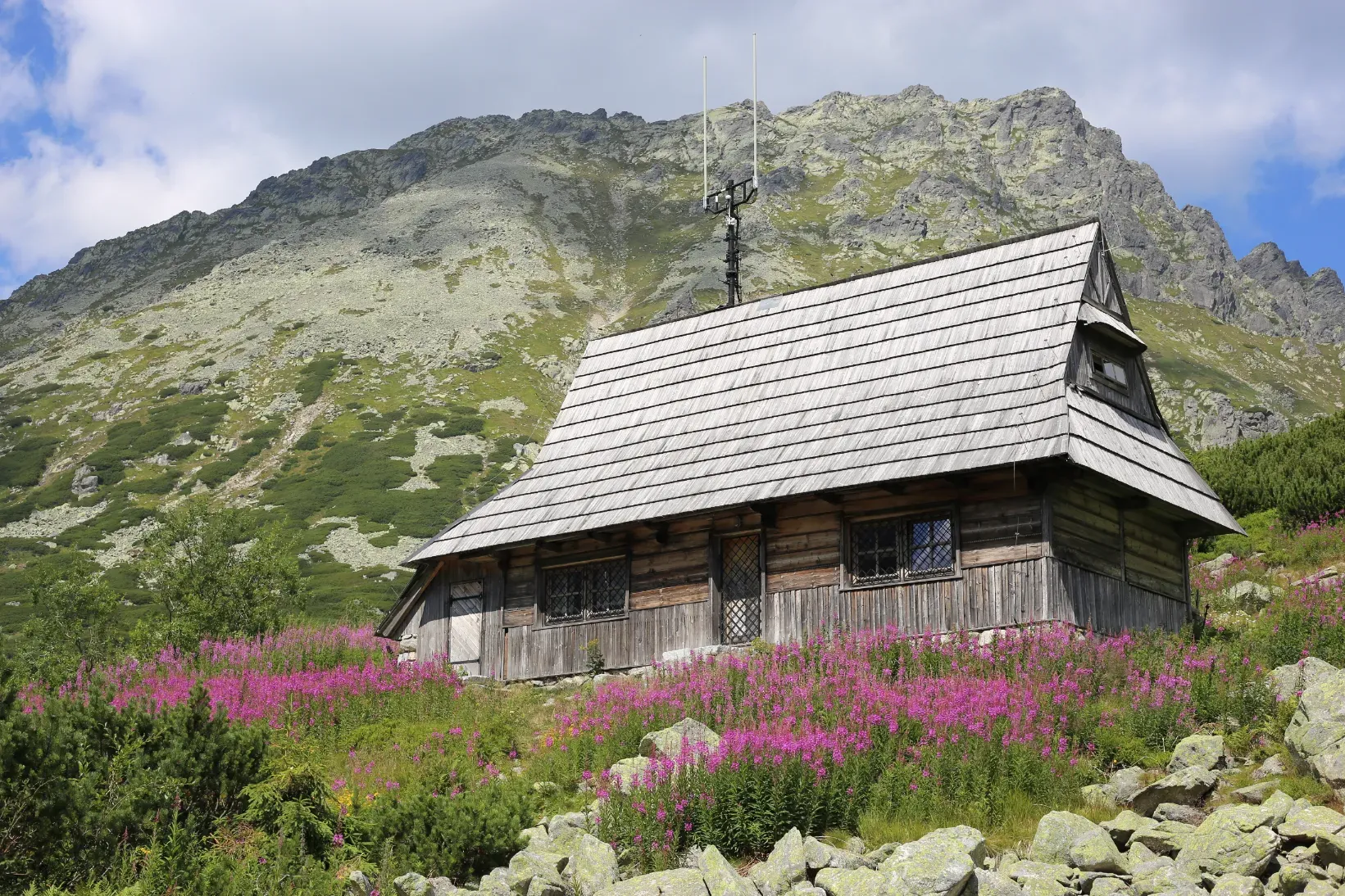 Old wooden alpine building near the PTTK shelter in Dolina Pięciu Stawów valley surrounded by pink fireweed
