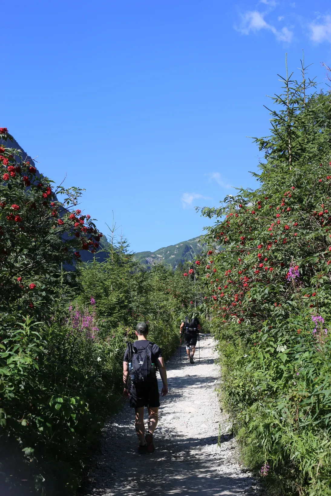 Hikers on the green trail to Siklawa waterfall flanked by red-berried rowan trees in the High Tatras