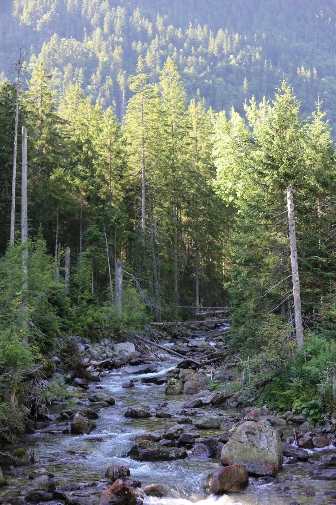 Roztoka mountain stream rushing over boulders through spruce forest in the Tatras below Dolina Pięciu Stawów