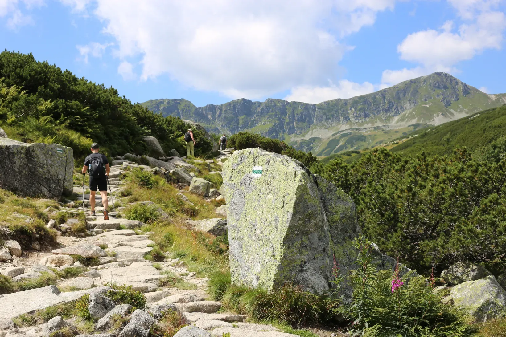 Rocky green trail to Dolina Pięciu Stawów with green trail marker on a boulder and dwarf pine