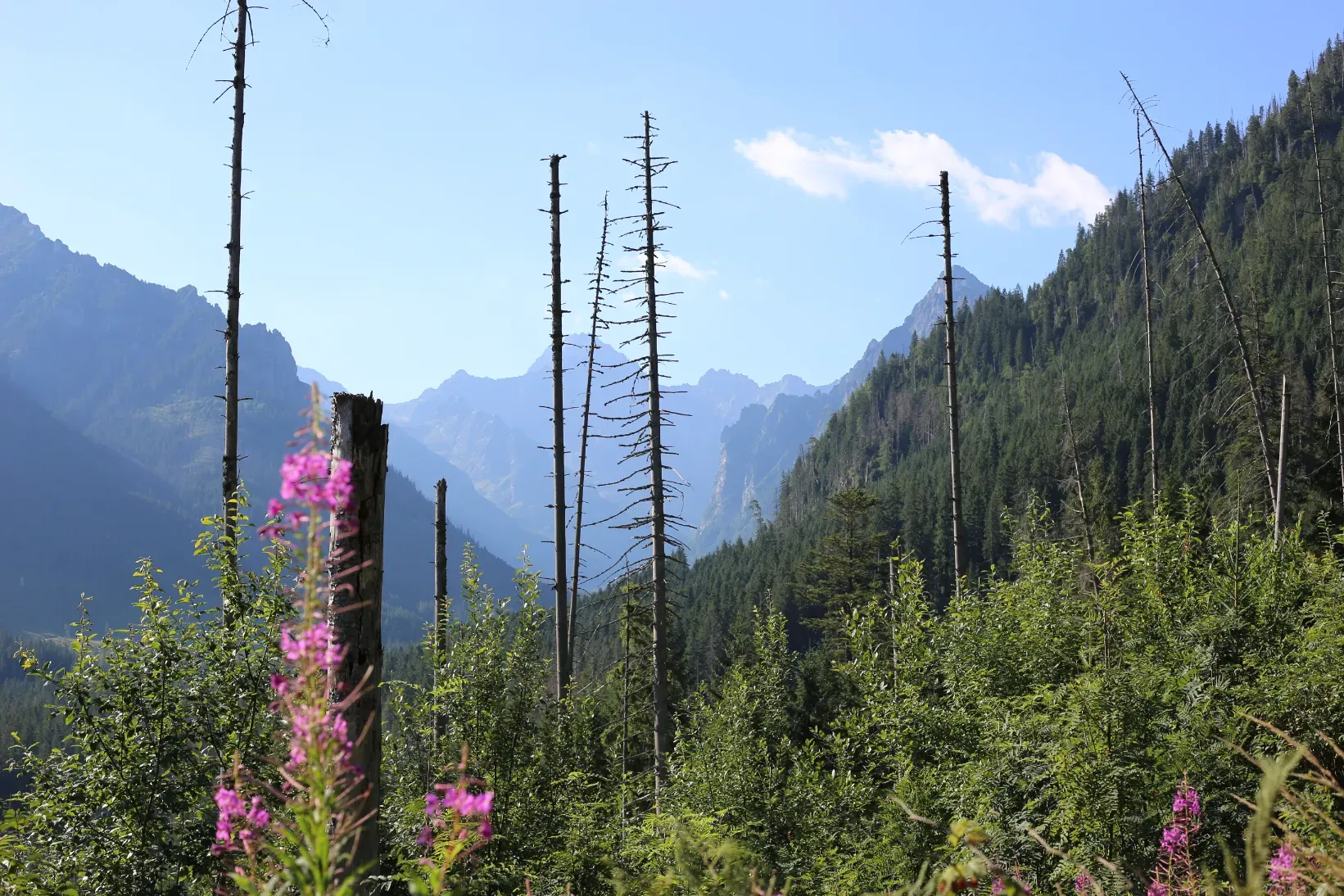 Rocky Tatra peaks seen from the green trail through dead spruce snags and pink fireweed in summer
