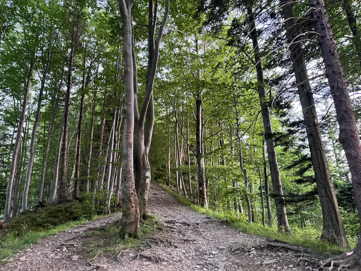 Rocky path of the green trail climbing through beech forest toward Skrzyczne in Beskid Śląski
