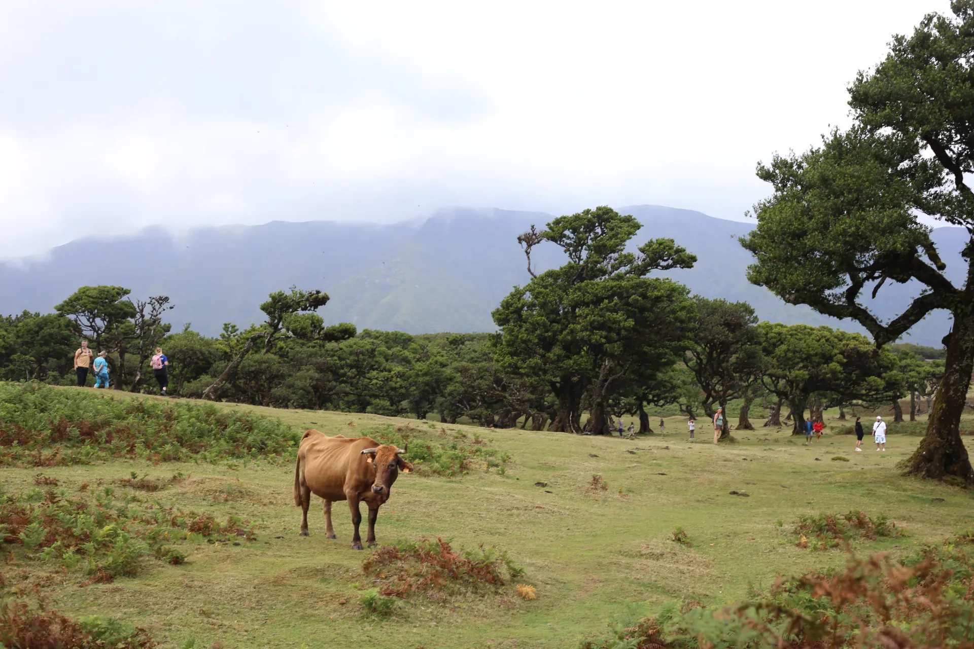 Forest in Madeira with cow in background
