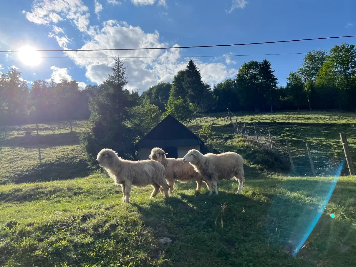 Tři bílé ovce na zelené louce v údolí u žluté značky na Wielkou Raczu