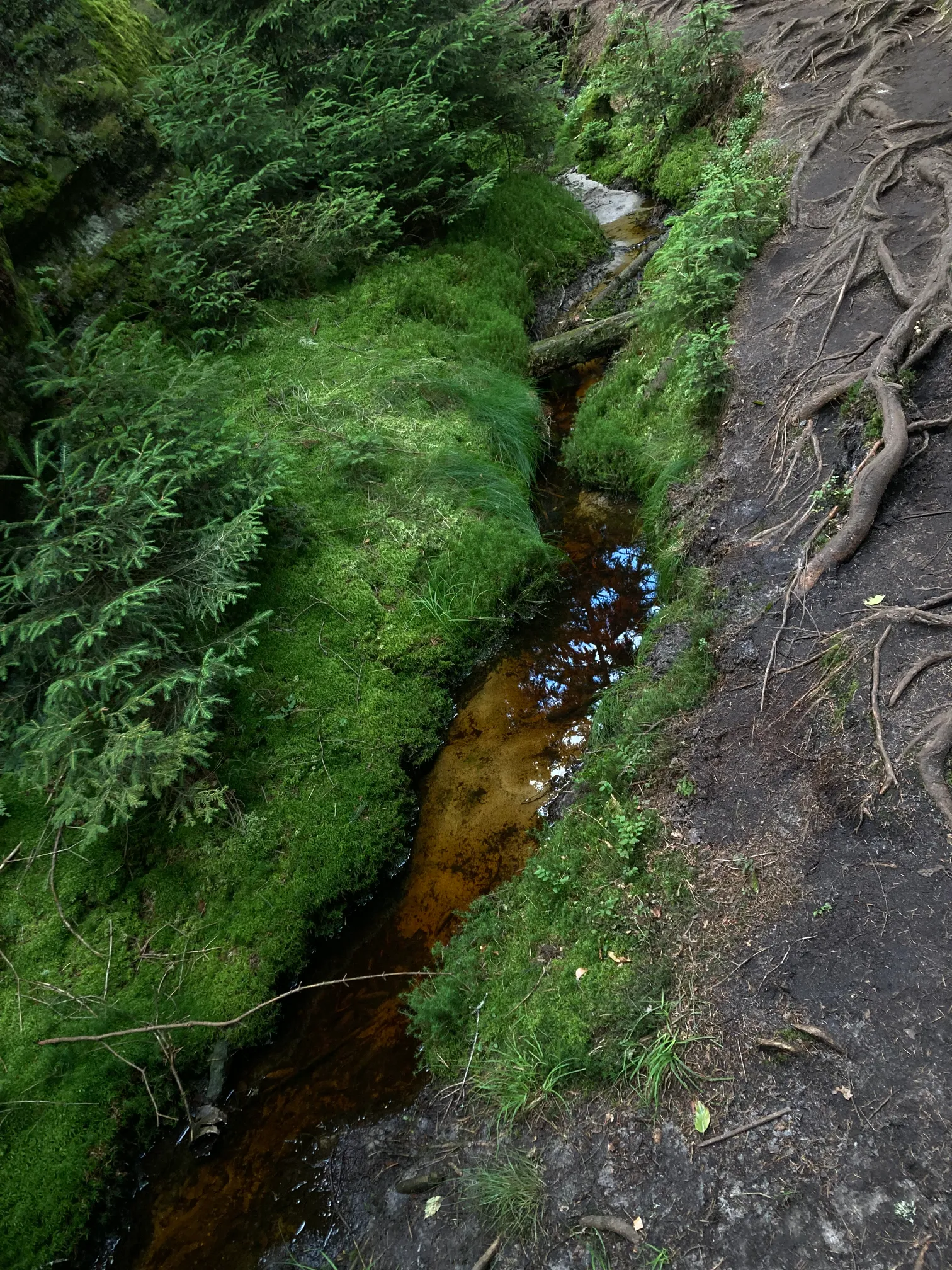 Wilczy Wąwóz latem