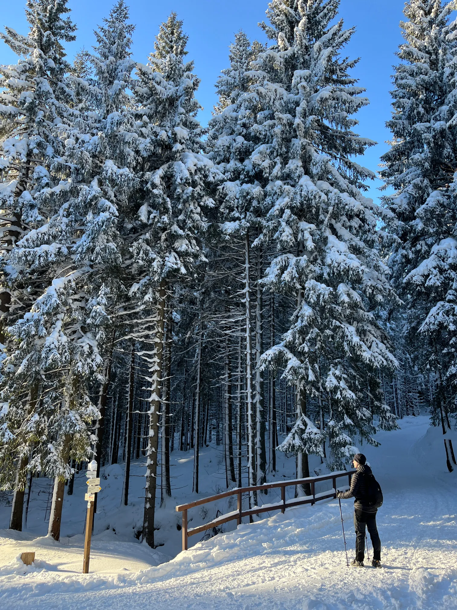 Forest on the Jelenka route in the Karkonosze Mountains