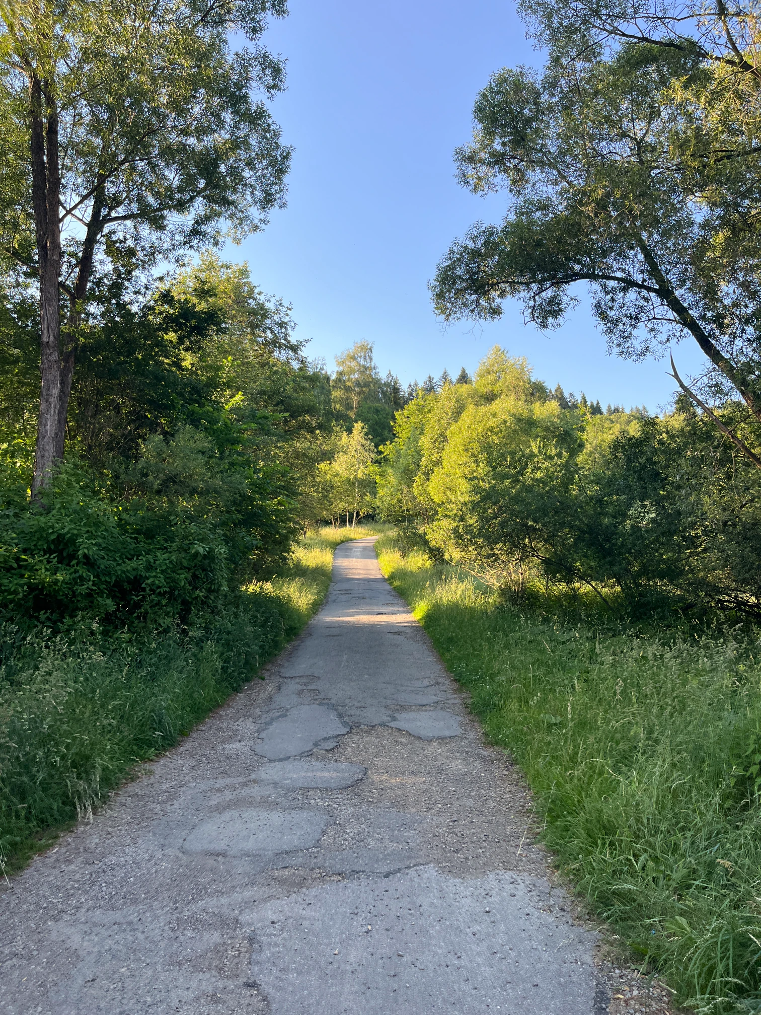 Forest path of the yellow trail leading gently uphill