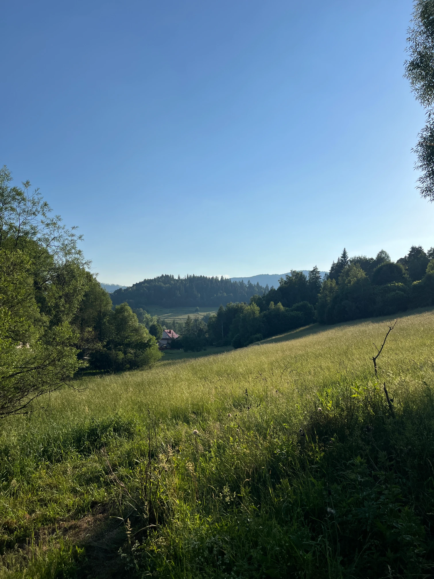 Open meadow with a view of the green hills of the Żywiec Beskids