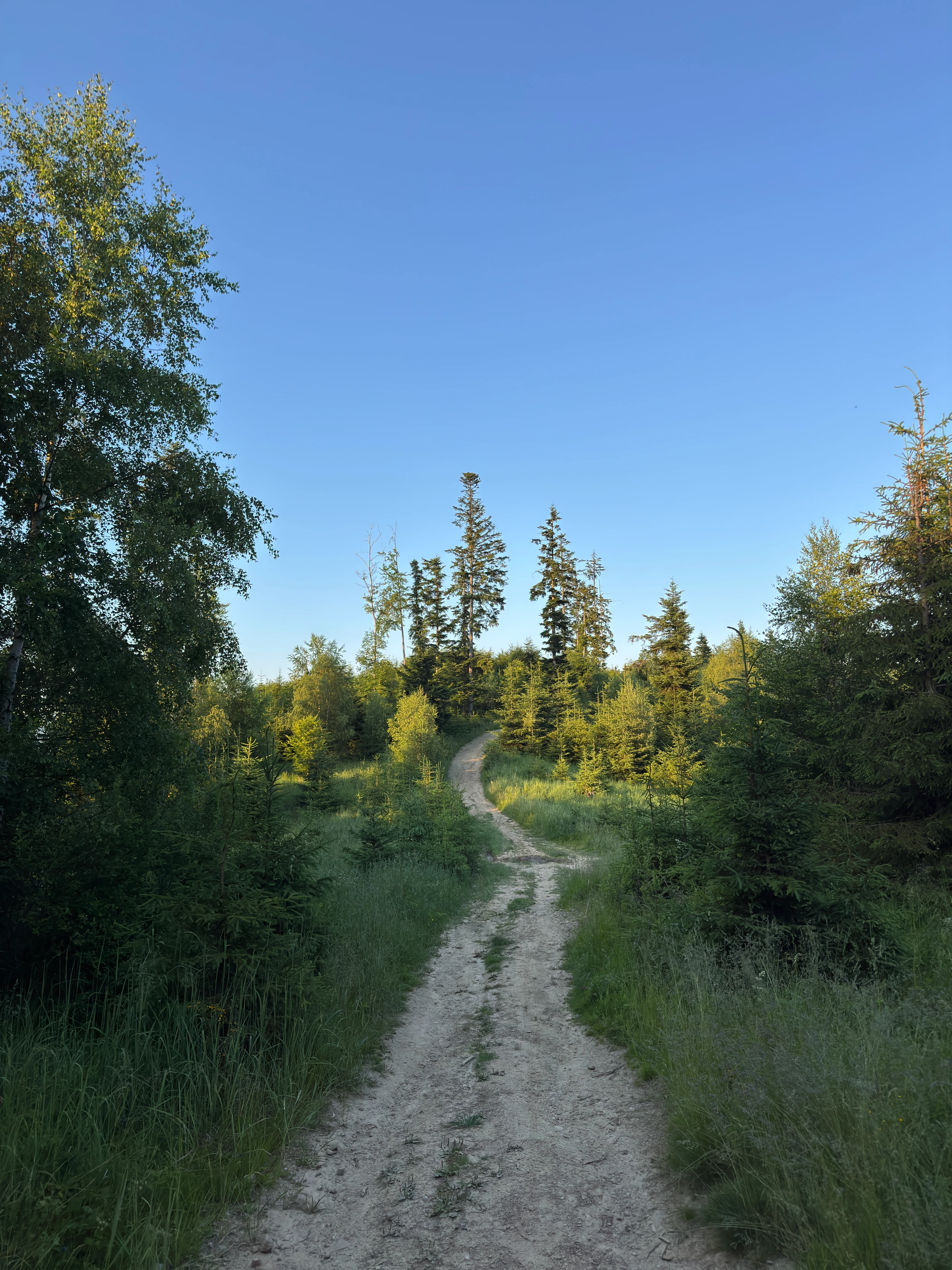 Stony path of the yellow trail through the Beskid forest