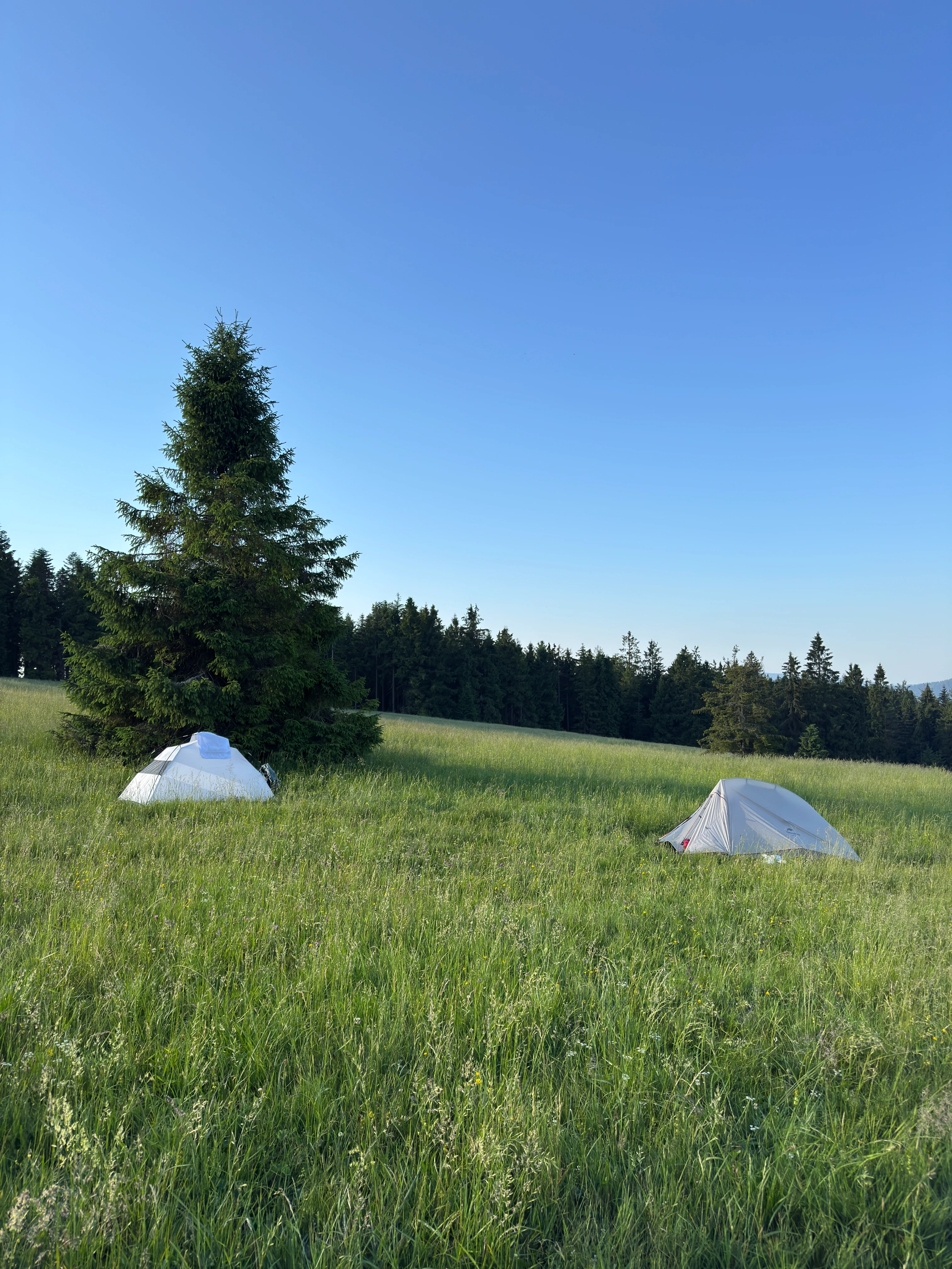 A tent pitched on Hala Krawcula among the grass