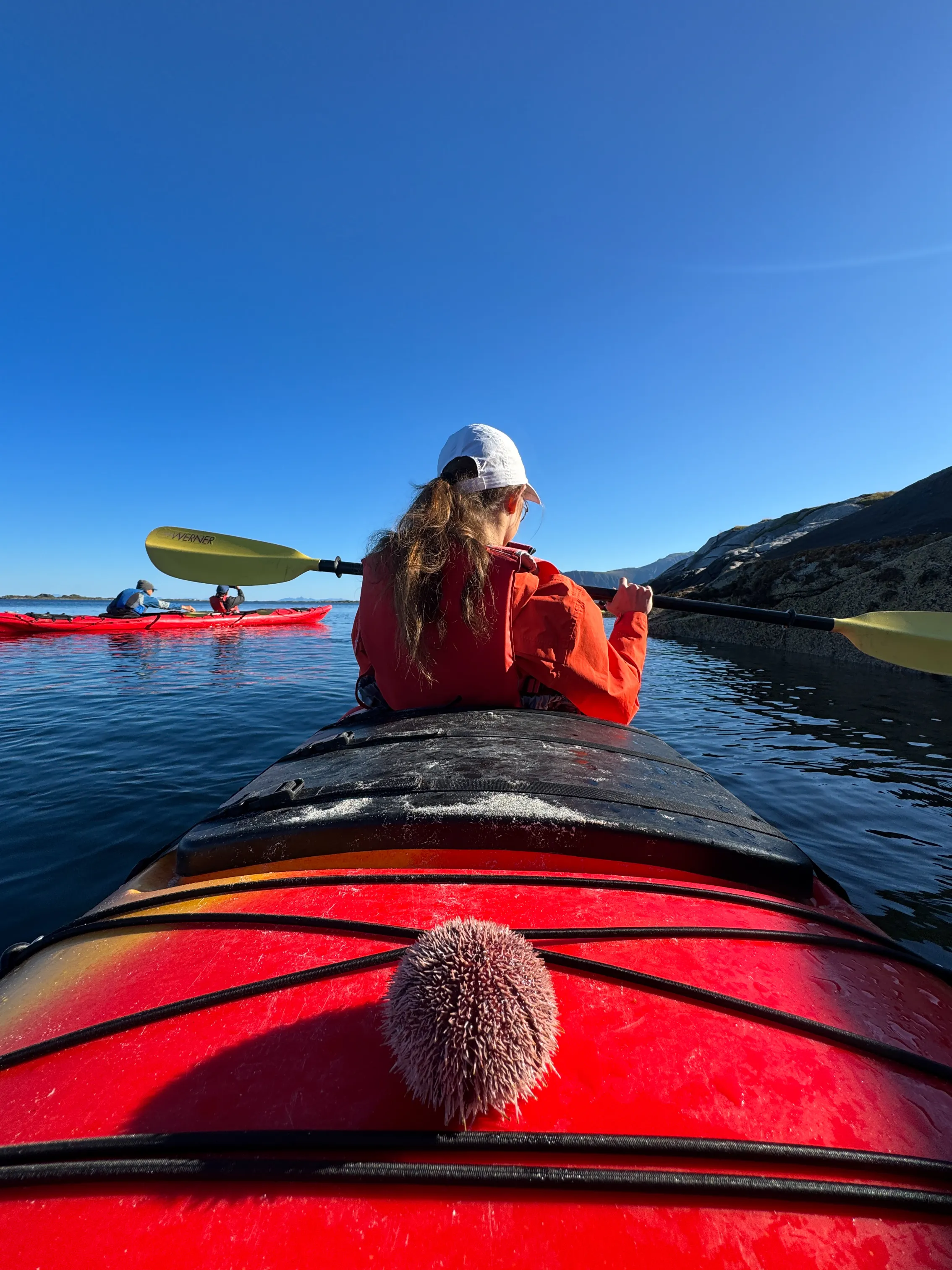 Jeżowiec odkryty podczas wycieczki kajakowej po fiordach Lofotów