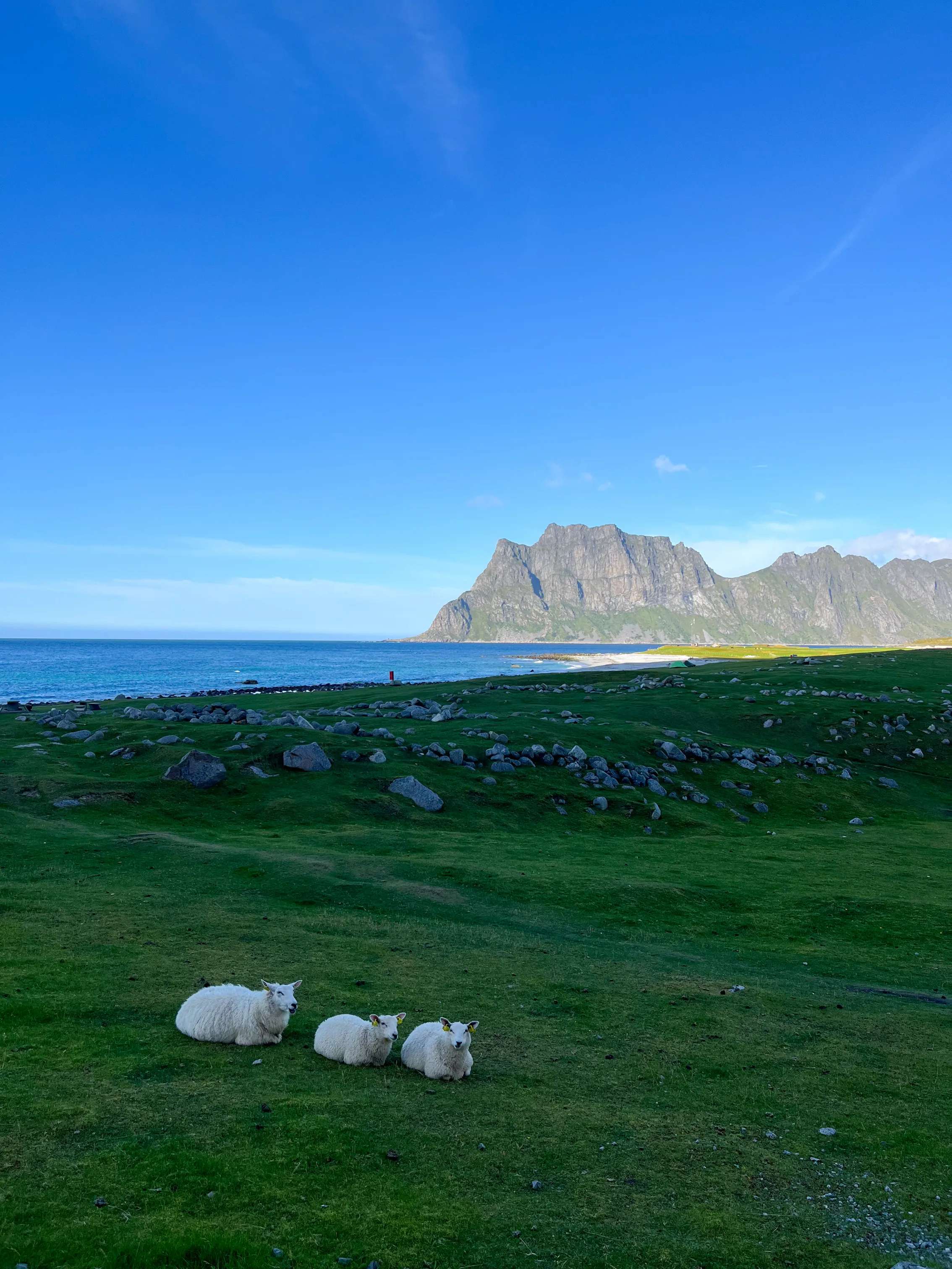 Owce pasące się w pobliżu plaży Uttakleiv na Lofotach