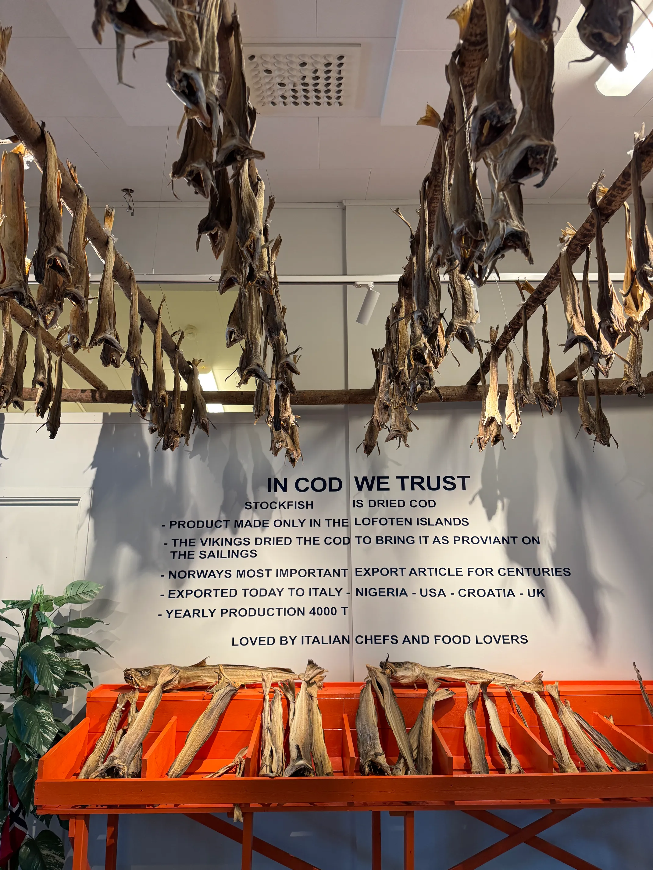 Tradycyjne stojaki do suszenia dorsza stockfish, specjalność Lofotów