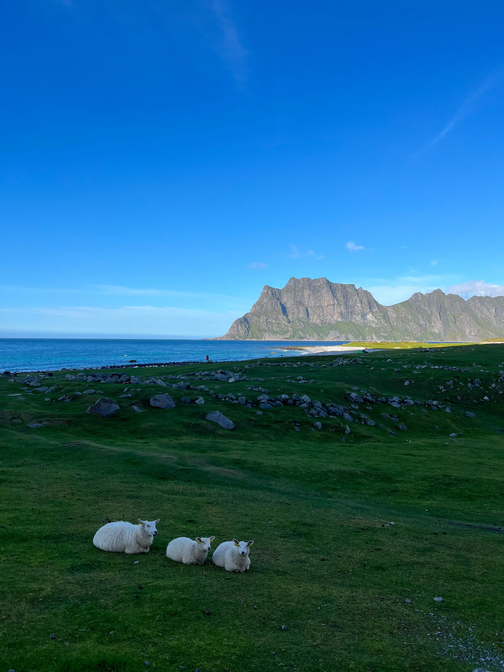 Sheep on Uttakleiv