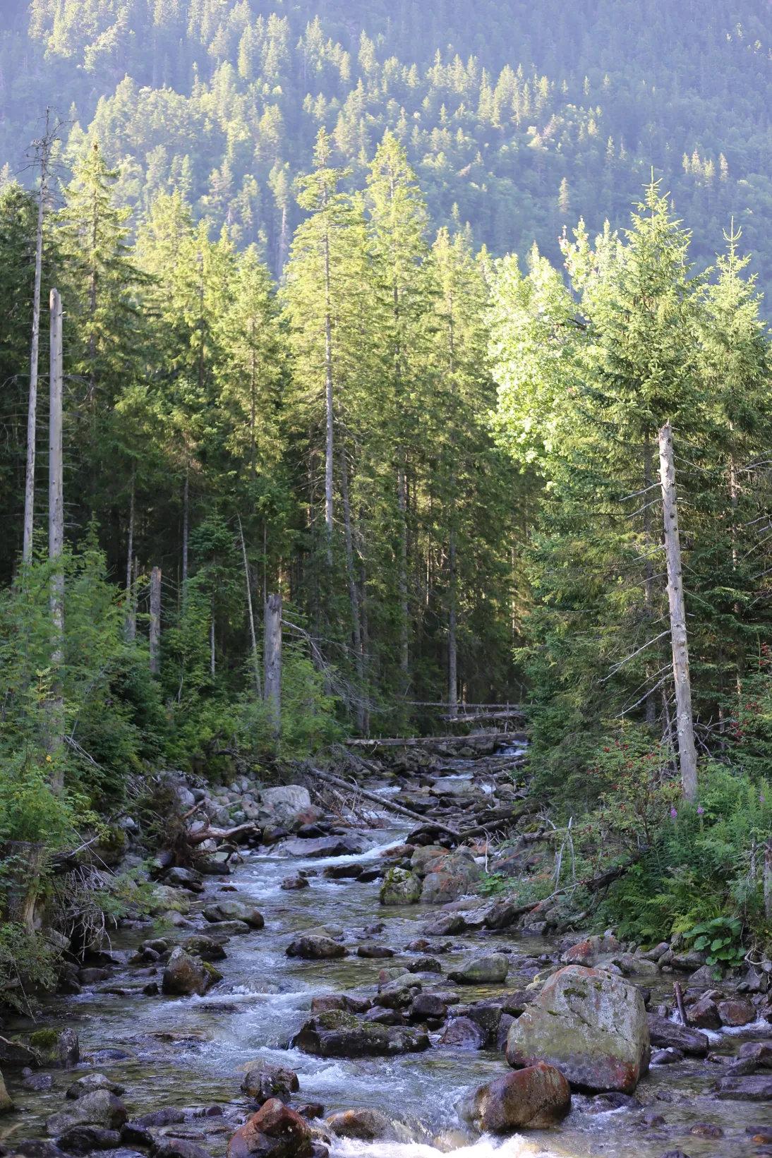 Mountain stream flowing alongside the hiking trail