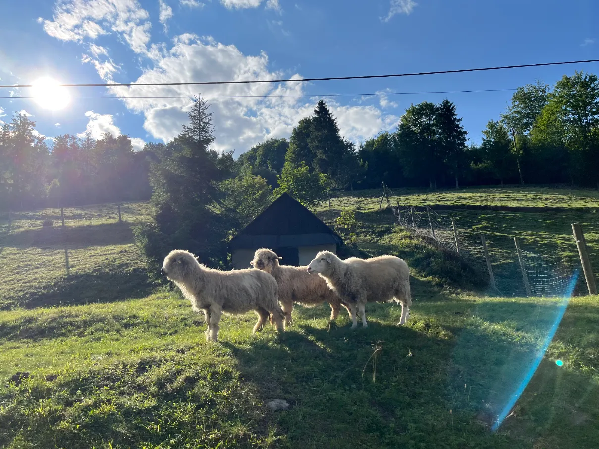 Sheep on the trail to Wielka Racza